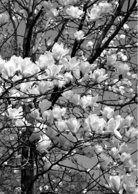 Страница 100