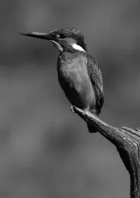 Страница 284