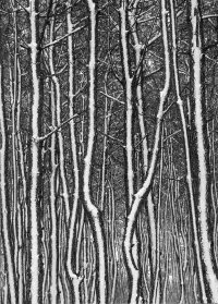 Страница 125