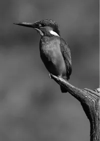 Страница 160