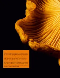 Страница 116