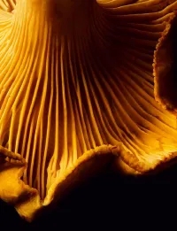 Страница 117