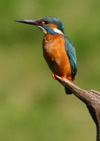 Страница 220