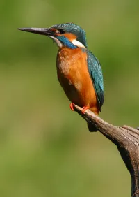 Страница 232